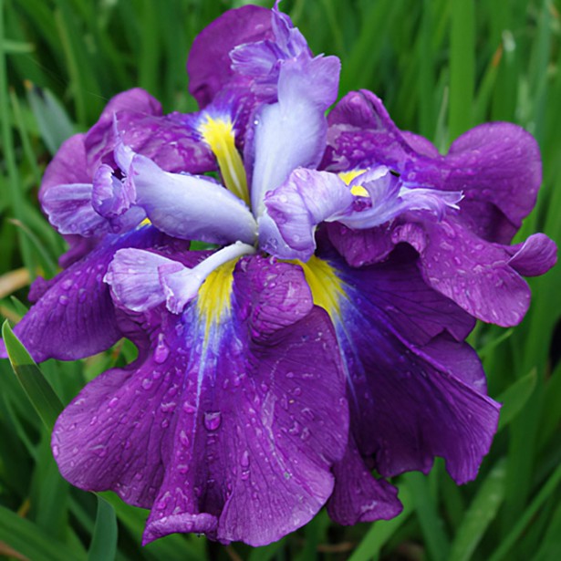 Iris ensata eilleen's dream