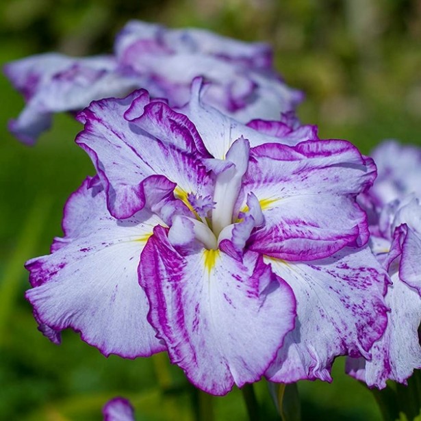 Iris ensata harlequinesque