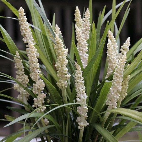 Liriope muscari Monroe white