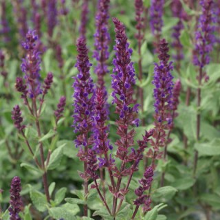 Salvia nemorosa caradonna