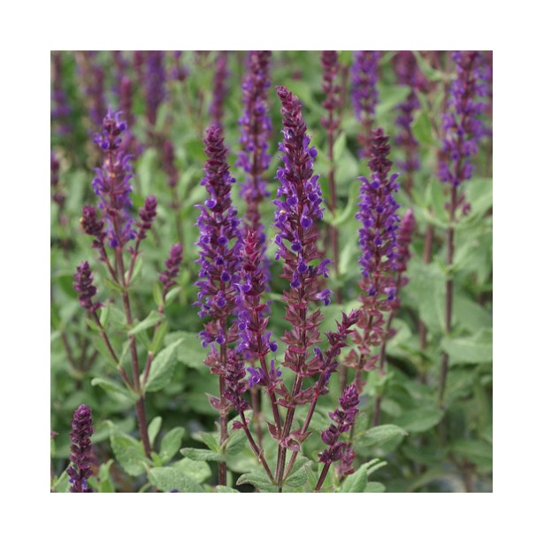 Salvia nemorosa caradonna