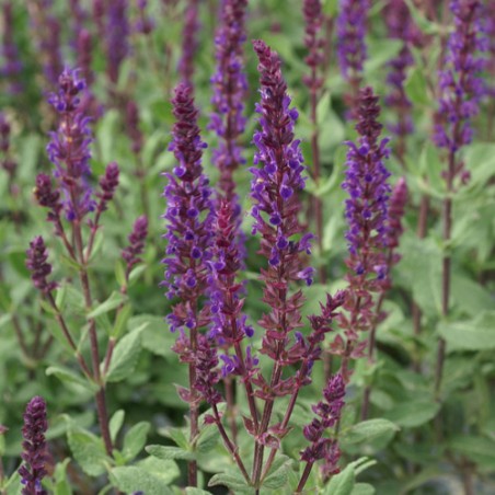 Salvia nemorosa caradonna
