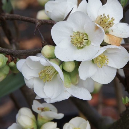 Chaenomeles speciosa nivalis