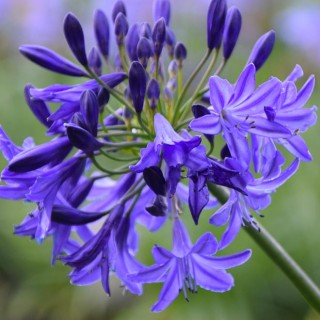 Agapanthus nothern star