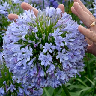 Agapanthus blue infinity
