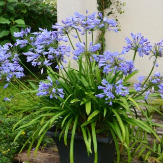 Agapanthus pitchoune
