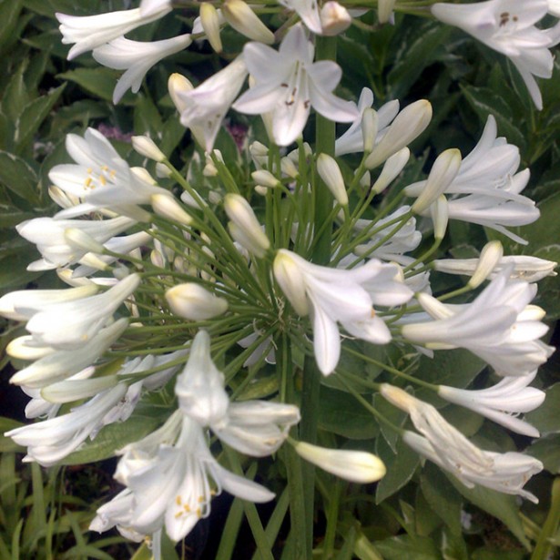 Agapanthus donau alba