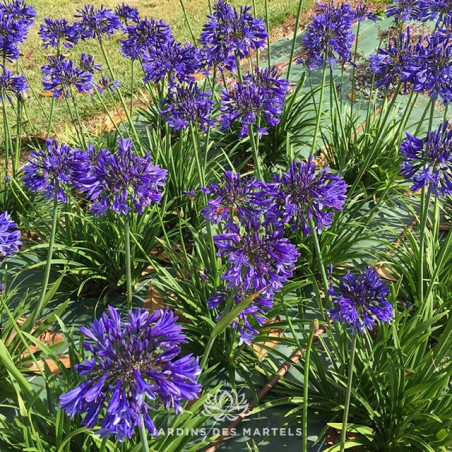 Agapanthus navy blue