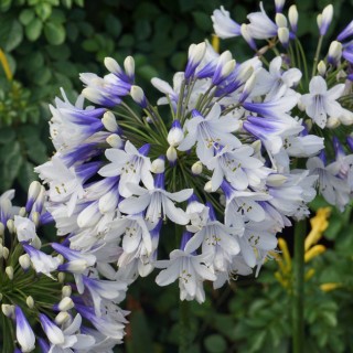 Agapanthus twister