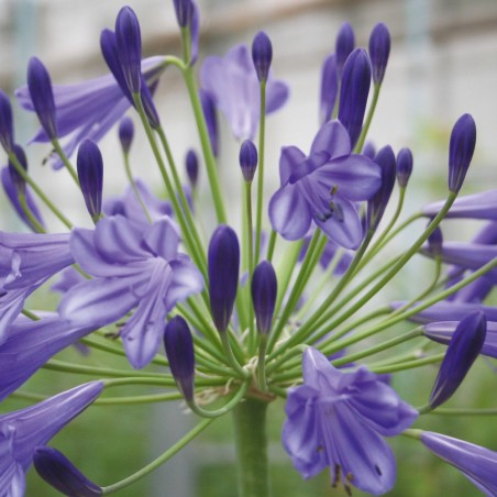 Agapanthus vallée de la Loire
