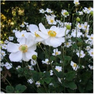 Anemone honorine Jobert