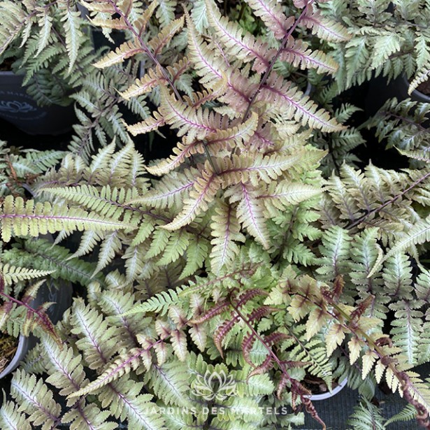 Athyrium niponicum pictum