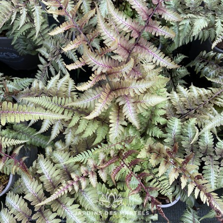 Athyrium niponicum pictum