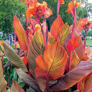 Canna tropicanna