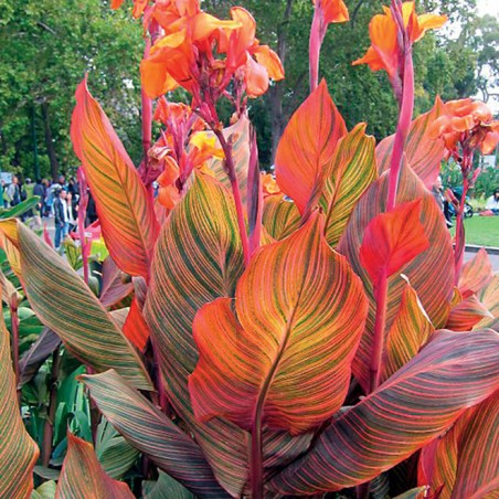 Canna tropicanna