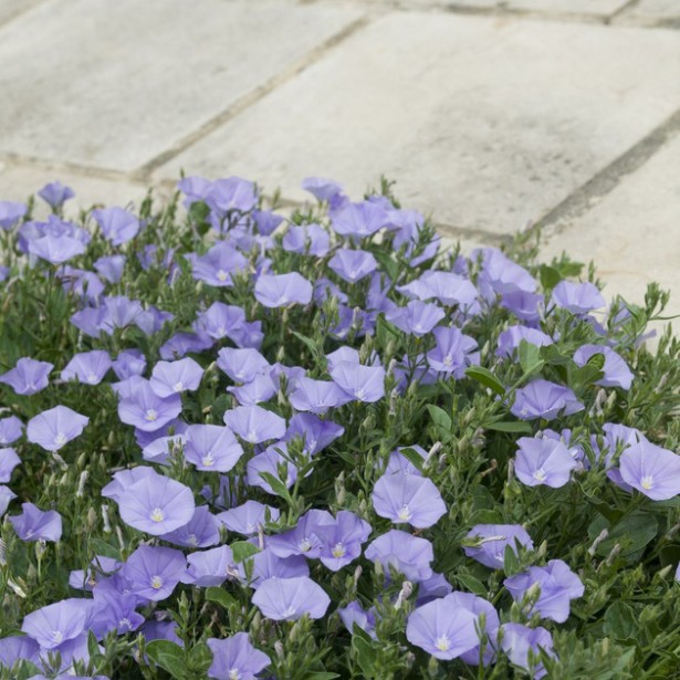 Convolvulus mauritanicum deep blue