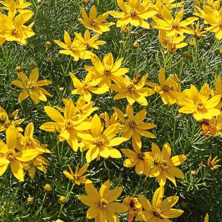 Coreopsis verticilata zagreb