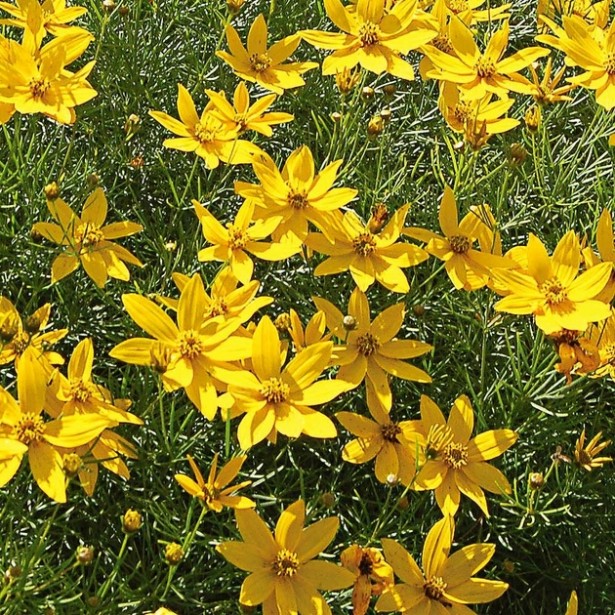 Coreopsis verticilata zagreb