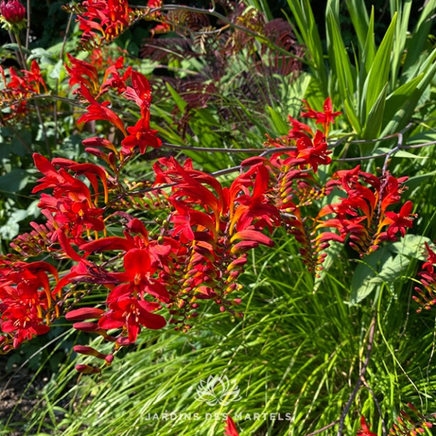 Crocosmia Lucifer