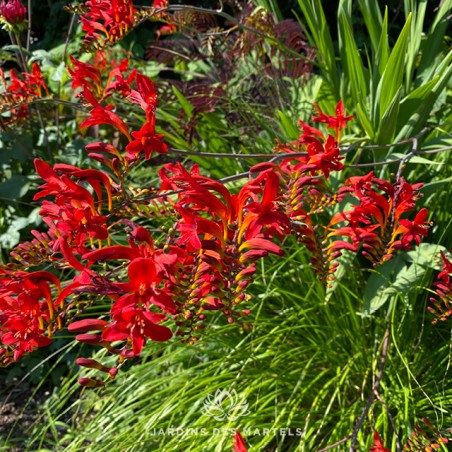 Crocosmia Lucifer