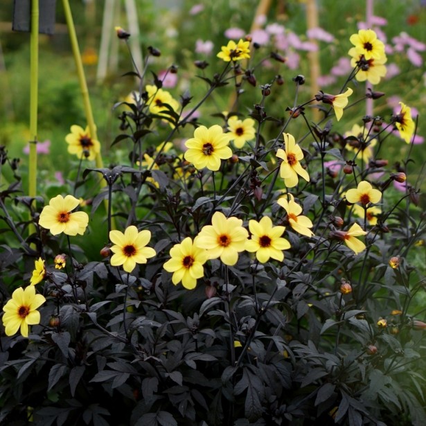 Dahlia mystic illusion