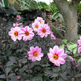 Dahlia mystic dreamer