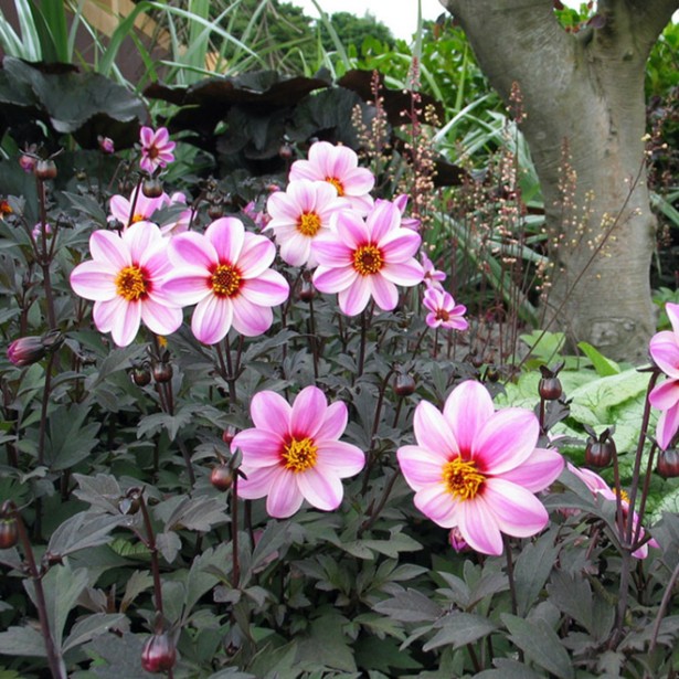 Dahlia mystic dreamer