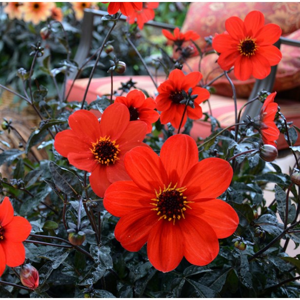 Dahlia mystic enchatment