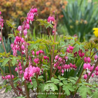 Dicentra spectabilis rose