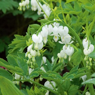 Dicentra spectabilis alba