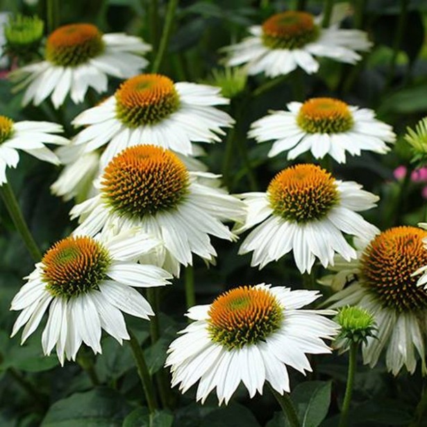 Echinacea pow wow white