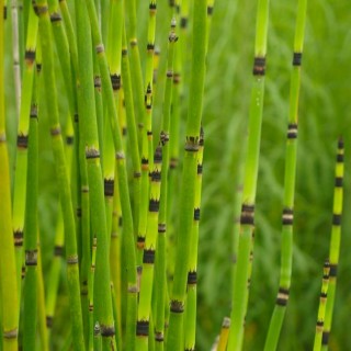 Equisetum hymale
