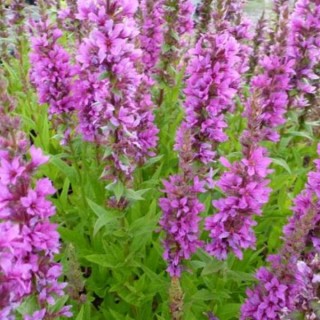 Lythrum salicaria zigeunerblut