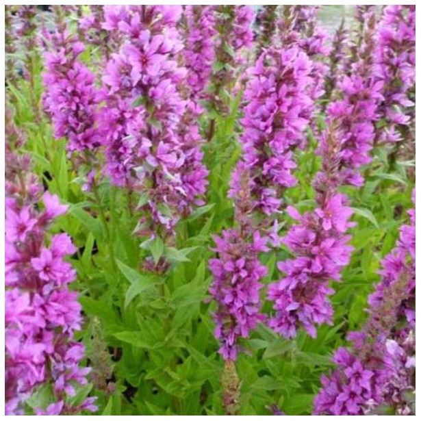 Lythrum salicaria zigeunerblut