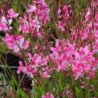 Gaura siskyou pink