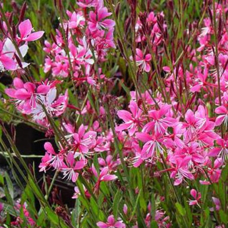Gaura siskyou pink