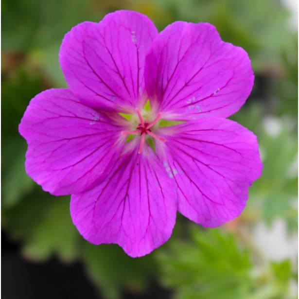 Geranium khan