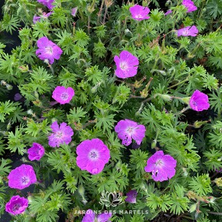Geranium new hampshire purple