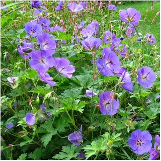 Geranium Orion