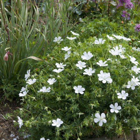 Geranium sangunieum album
