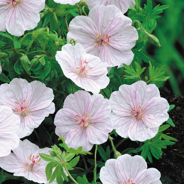 Geranium sanguin striatum