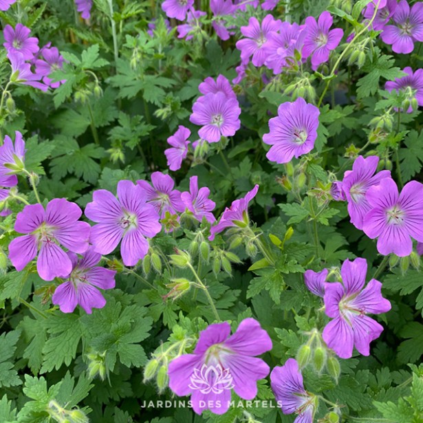 Geranium sirak