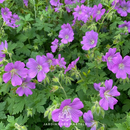 Geranium sirak