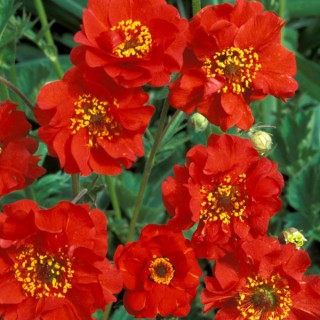 Geum mrs bradshaw