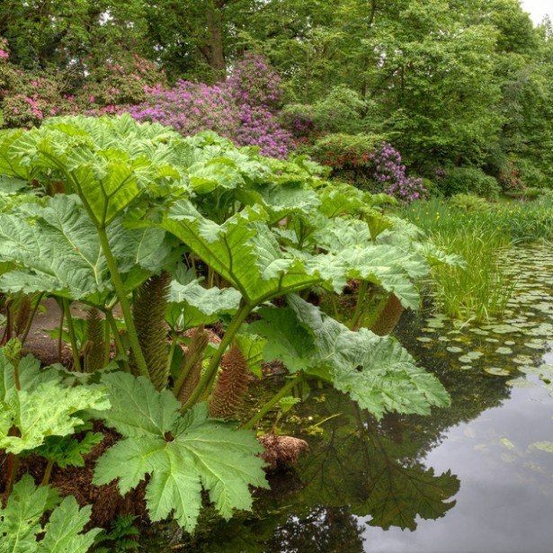 Gunnera Manicata