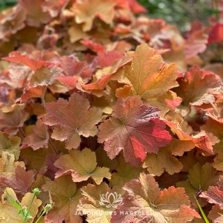 Heuchera caramel