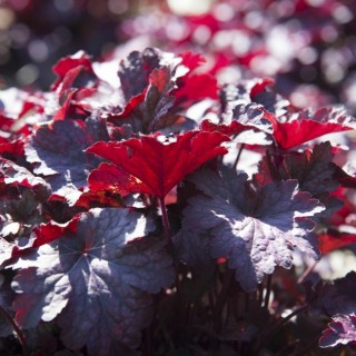 Heuchera palace purple