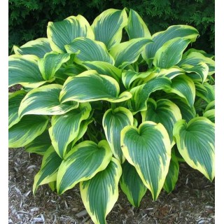Hosta aureomarginata