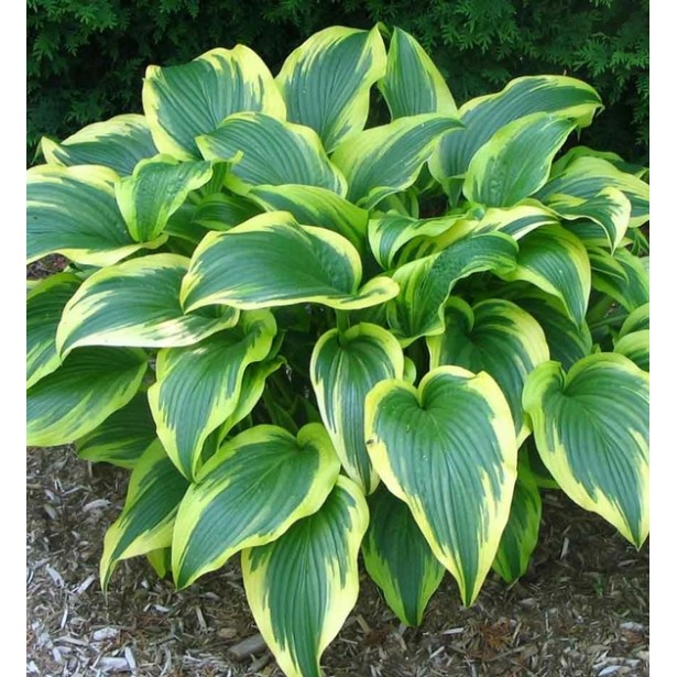 Hosta aureomarginata