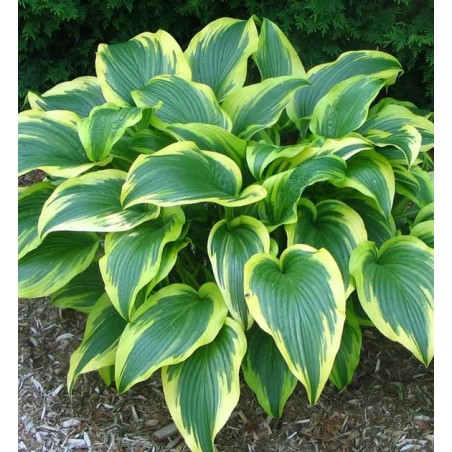 Hosta aureomarginata